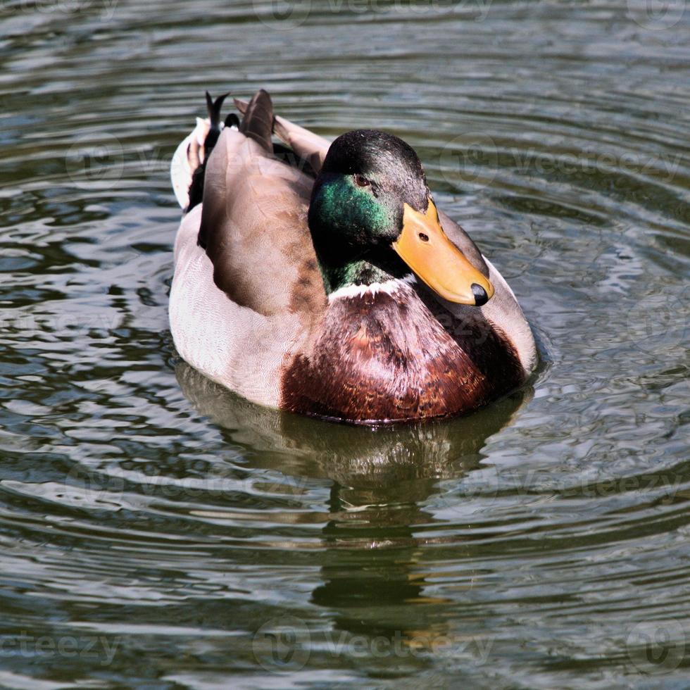 un gros plan d'un canard colvert photo