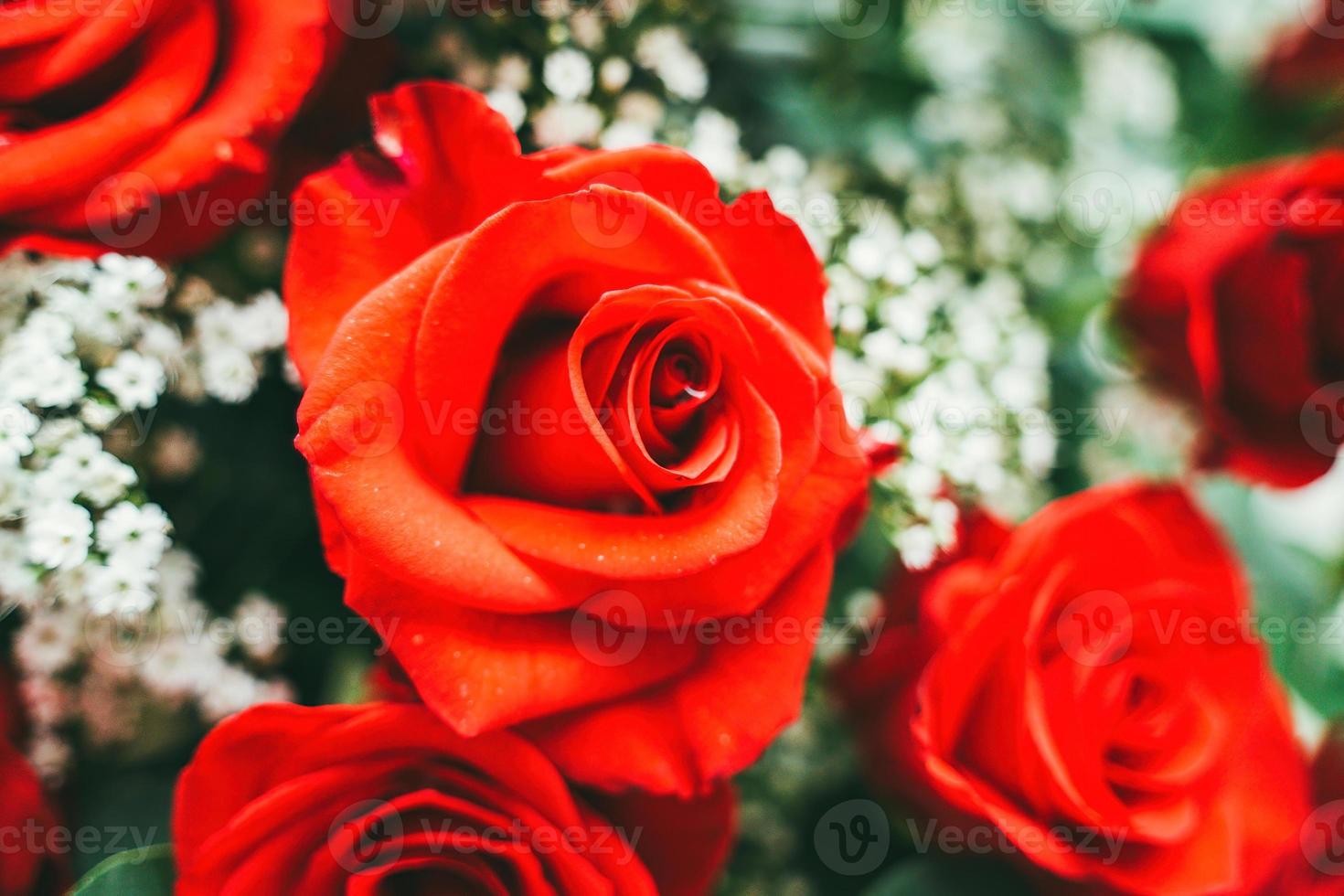 bouquet de roses rouges fraîches, fleur fond clair. gros plan d'une rose rouge avec des gouttelettes d'eau. photo