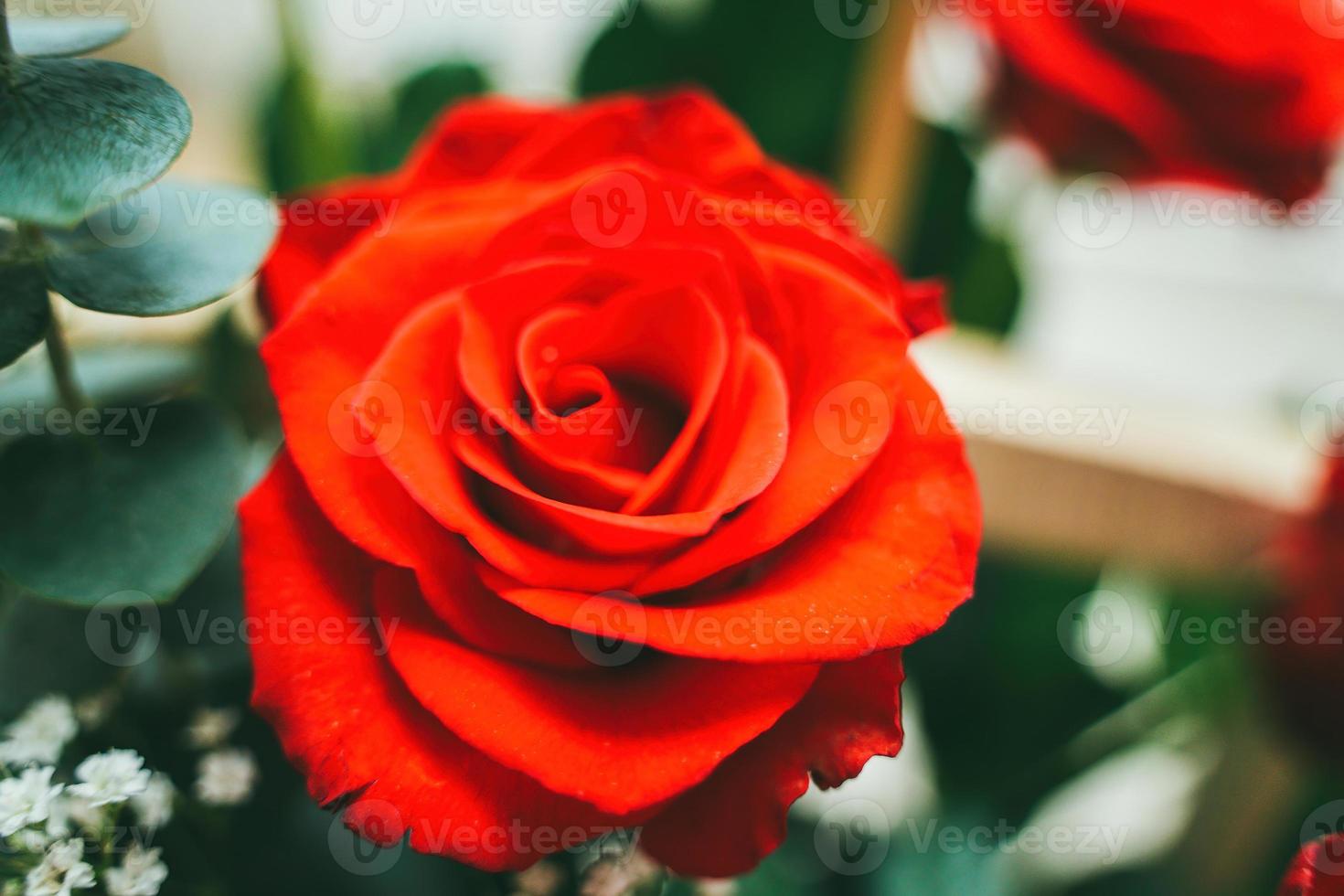 bouquet de roses rouges fraîches, fleur fond clair. gros plan d'une rose rouge avec des gouttelettes d'eau. photo