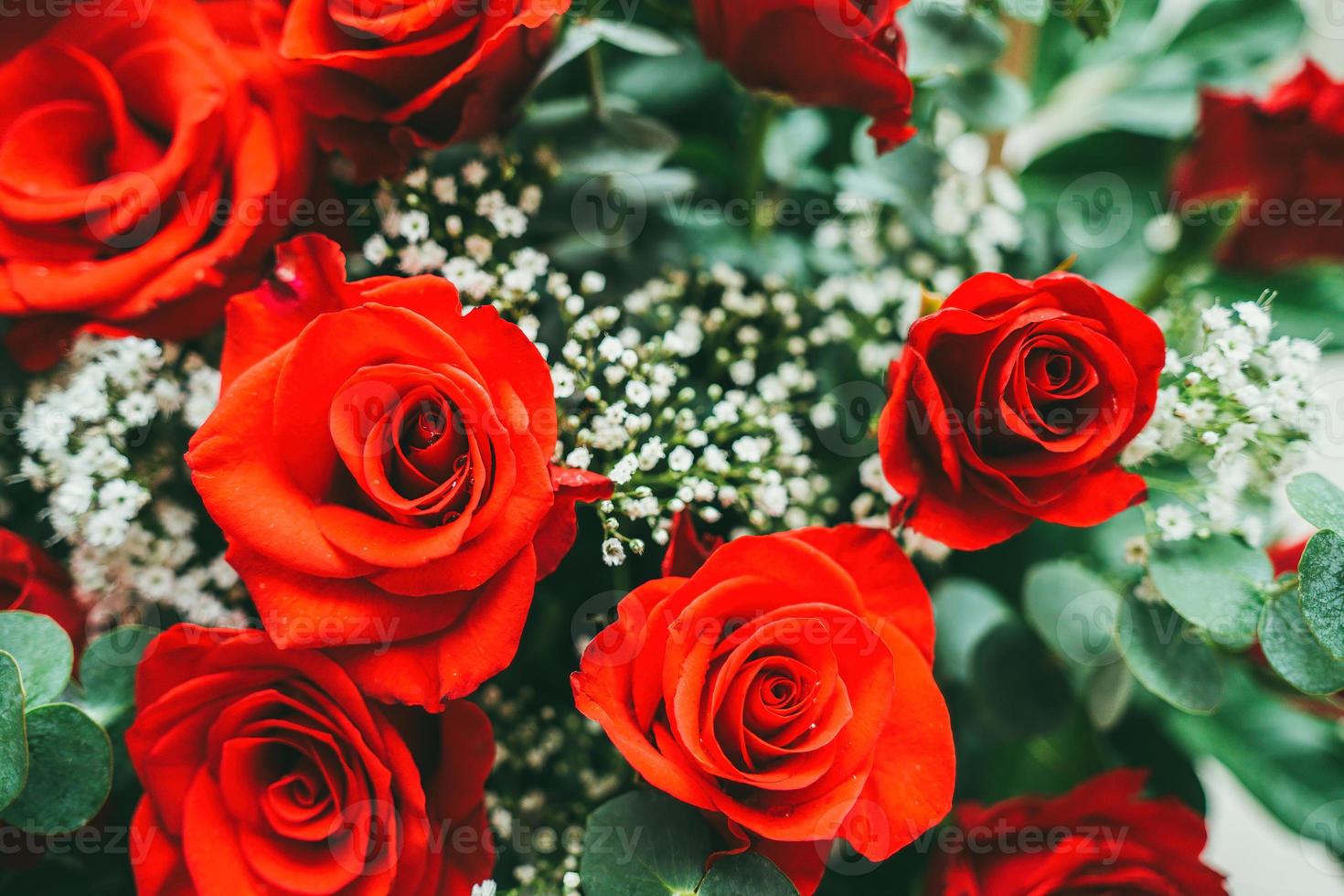 bouquet de roses rouges fraîches, fleur fond clair. gros plan d'une rose rouge avec des gouttelettes d'eau. photo