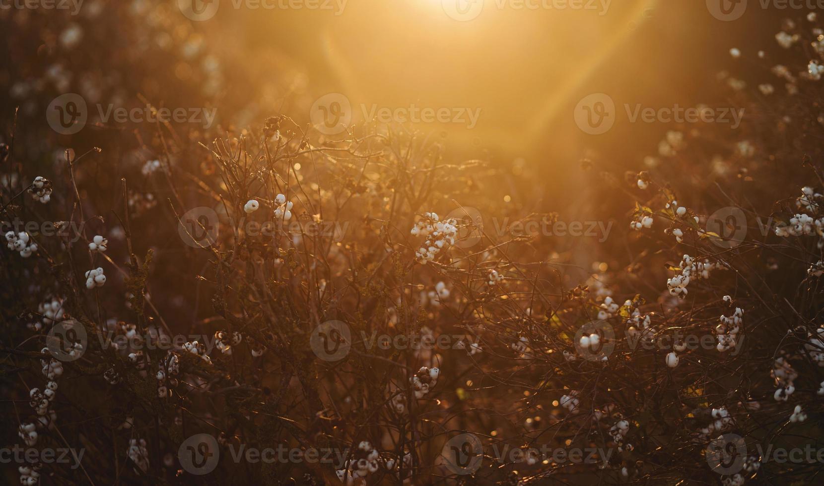 feuilles d'automne au soleil photo