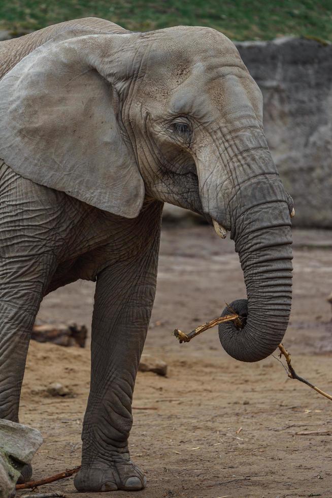 éléphant de brousse africaine photo