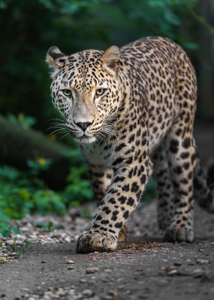 portrait de léopard persan photo