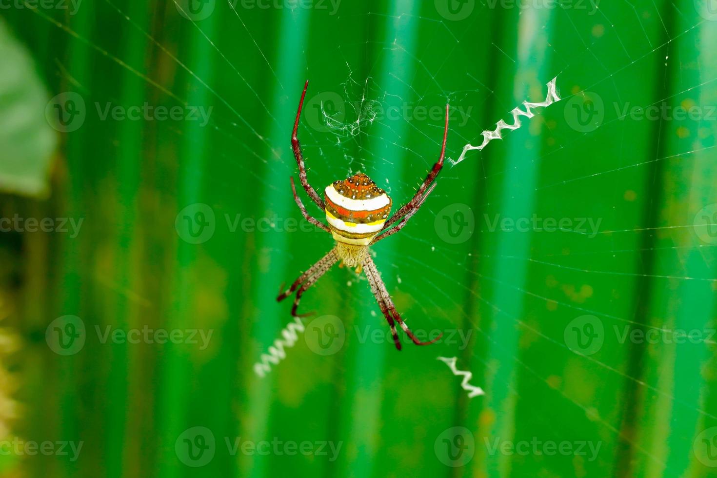une araignée dans une toile sur fond vert. mise au point sélective. photo