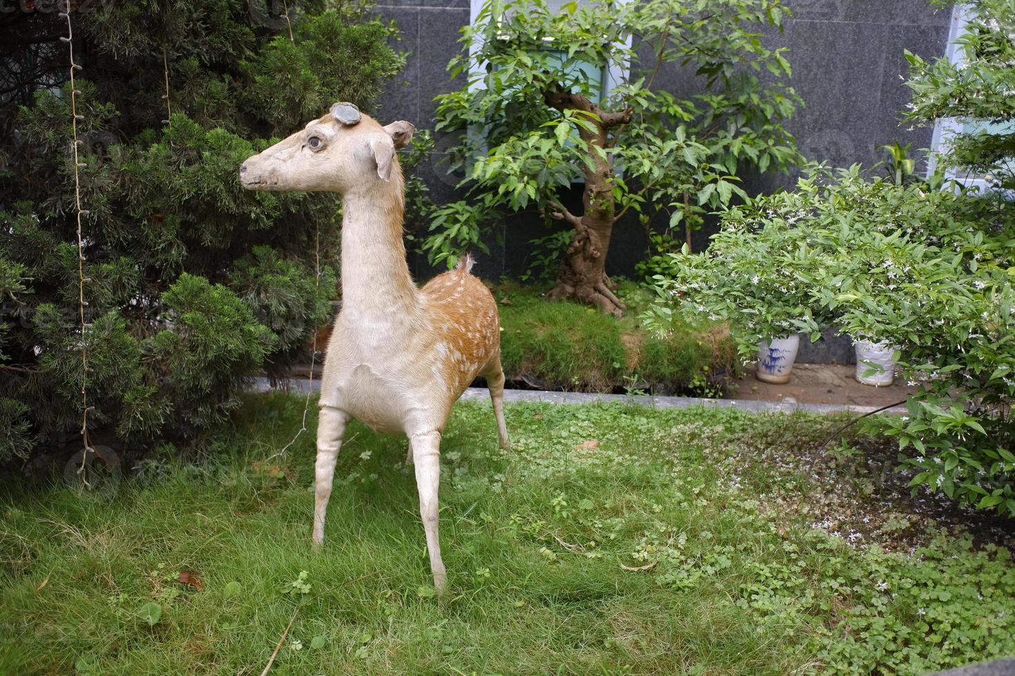 statue de cerf dans le parc public. photo