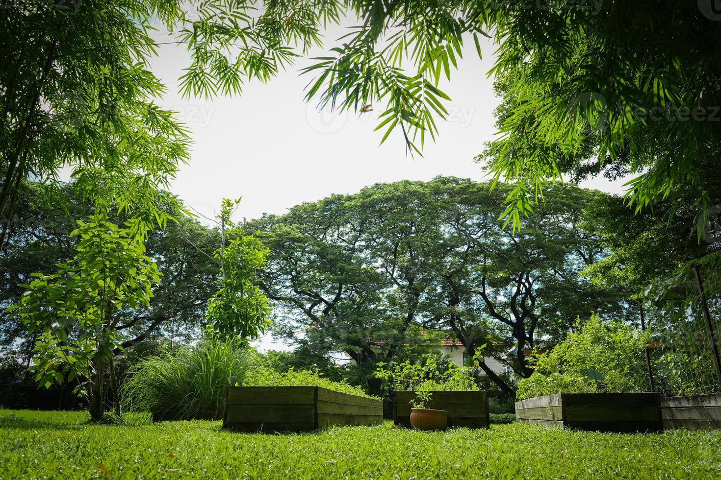 légume cultivé sur place dans le pot en bois dans le jardin avec un gros mimosa derrière et du bambou autour. photo