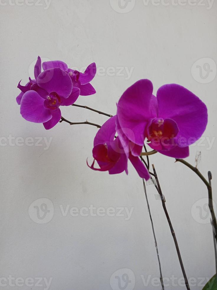 photo de plantes ornementales à fleurs d'orchidées pourpres