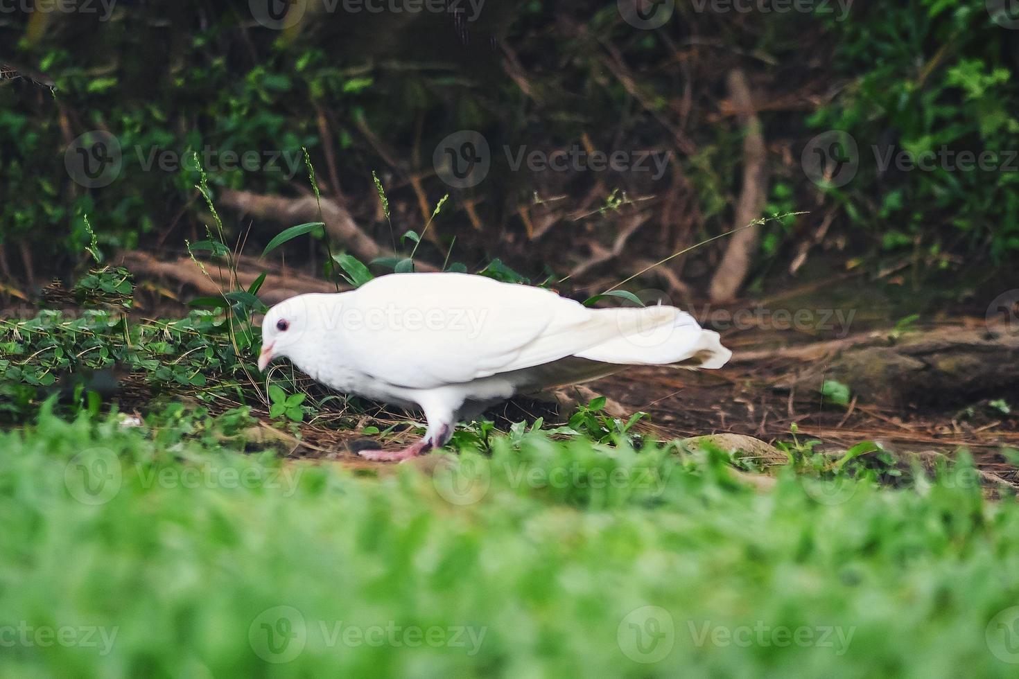 une colombe blanche perchée sur le sol à la recherche de nourriture photo