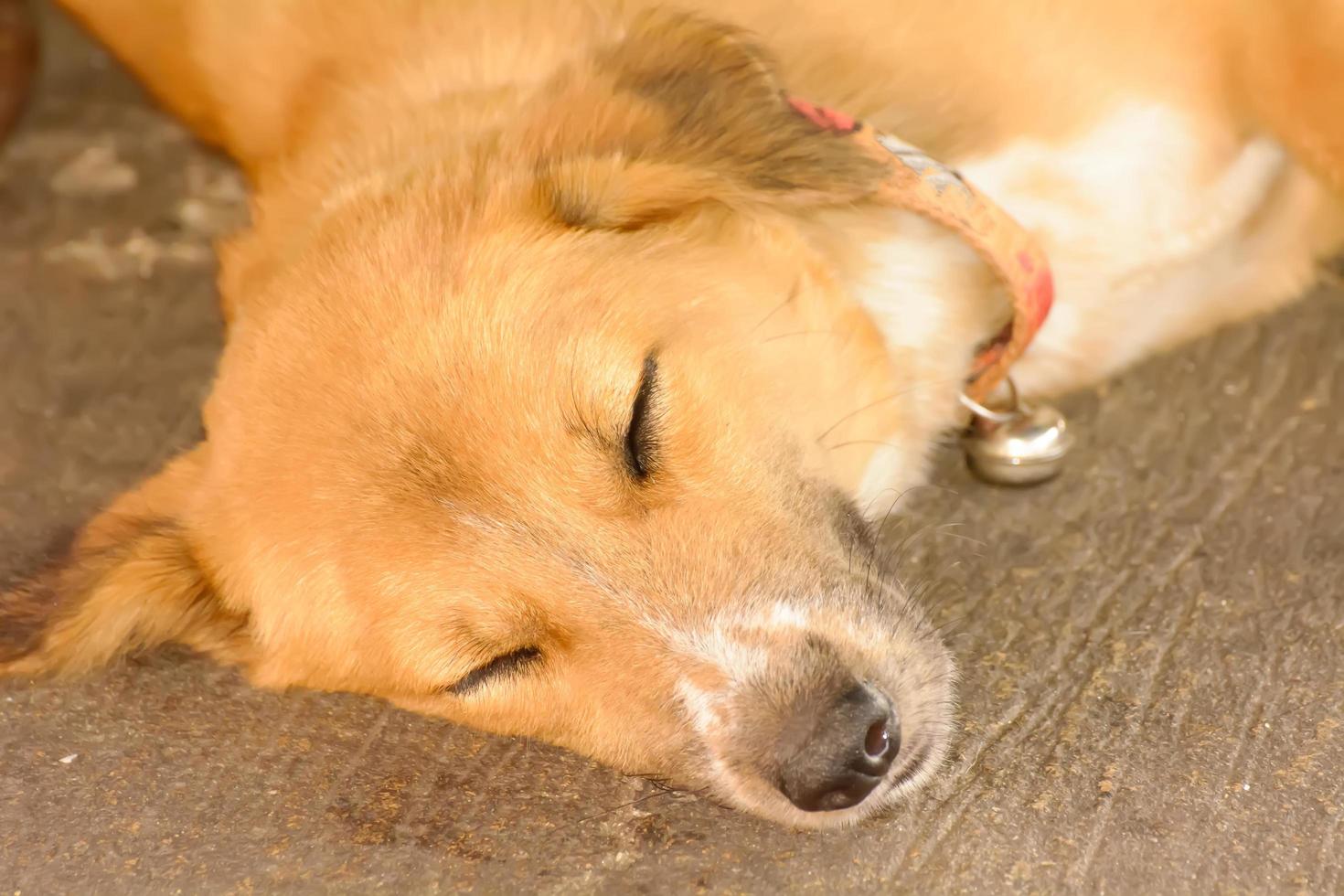 le chien dort photo