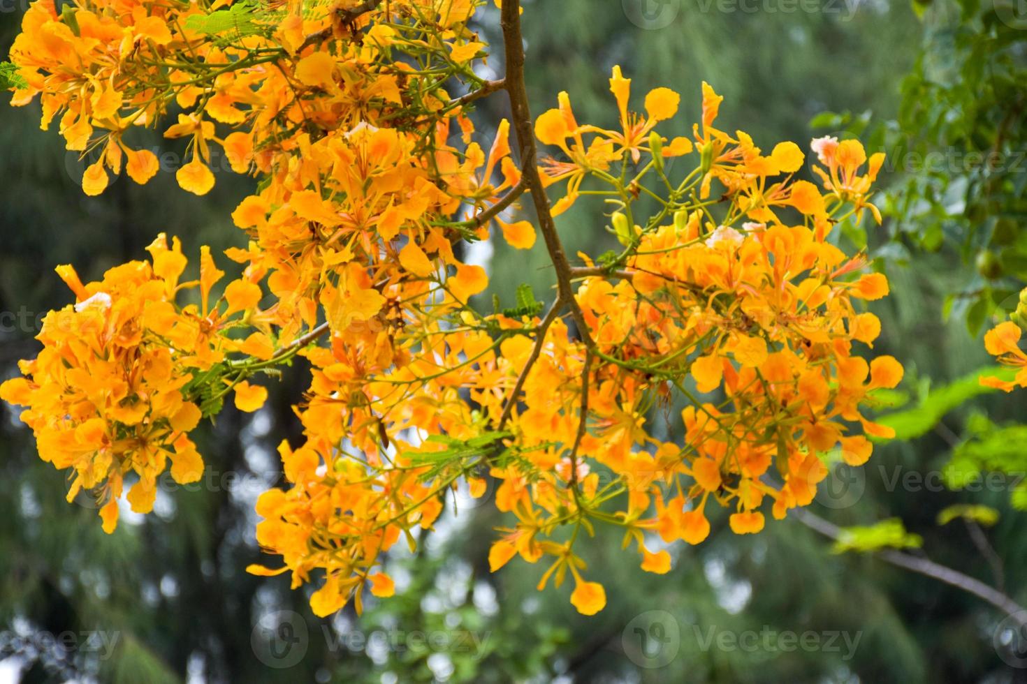 fleurs et arbres de paon orange dans le parc de chatuchak, bangkok, thaïlande, naturellement beaux. photo