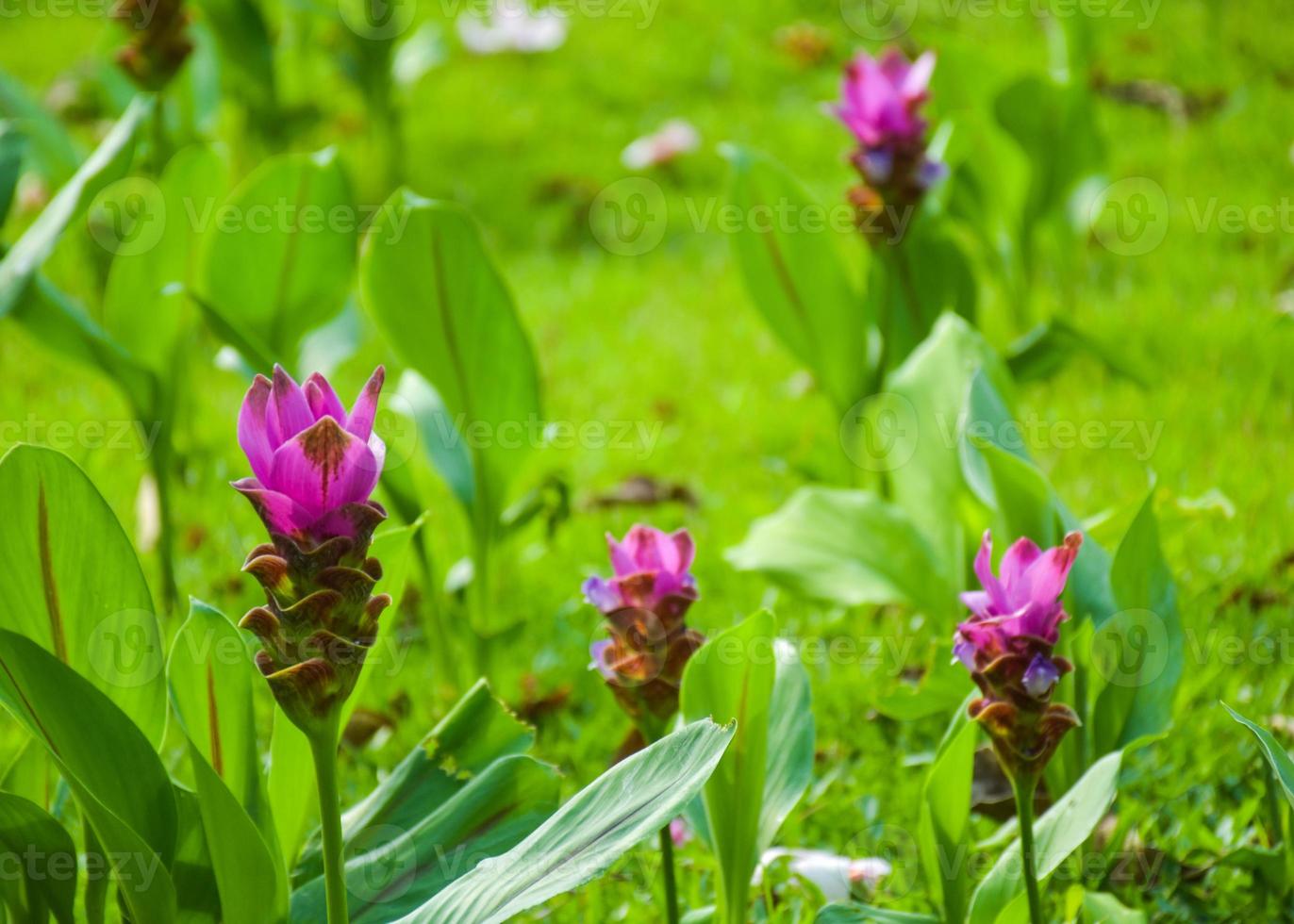 fleurs de krachia violettes fleurissant dans le parc de chatuchak, bangkok, thaïlande photo