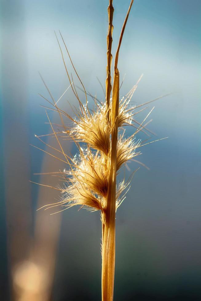 poacées ou graminées photo