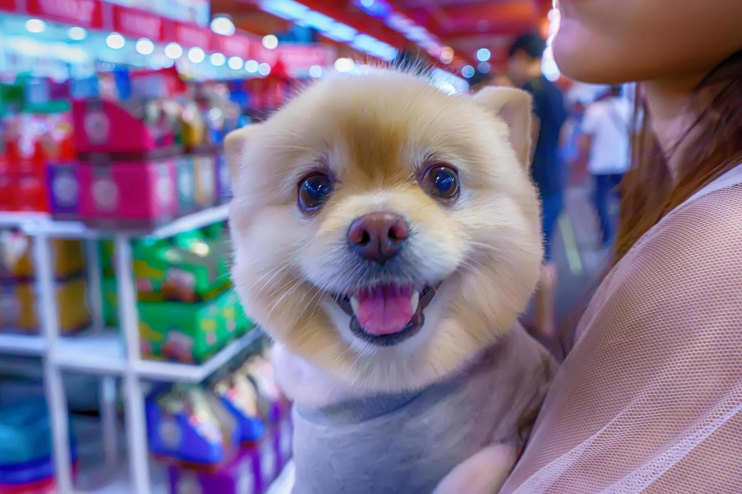 agrandi le chien. c'est le meilleur ami de l'homme. photo