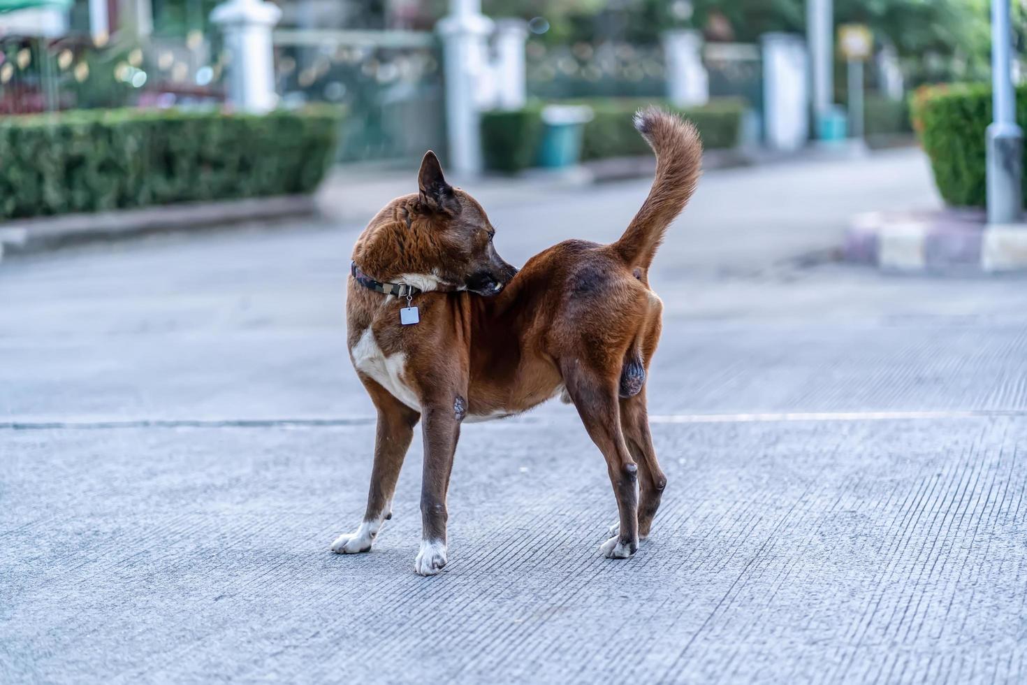 agrandi le chien. c'est le meilleur ami de l'homme. photo