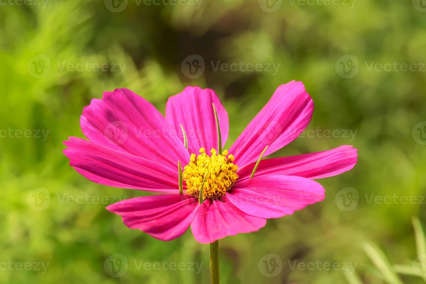 Le cosmos est une plante à fleurs de la famille des tournesols. 7988504  Banque de photos