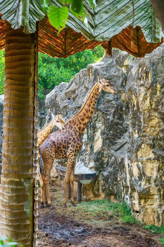 le couple de girafes dans un modèle forestier. photo