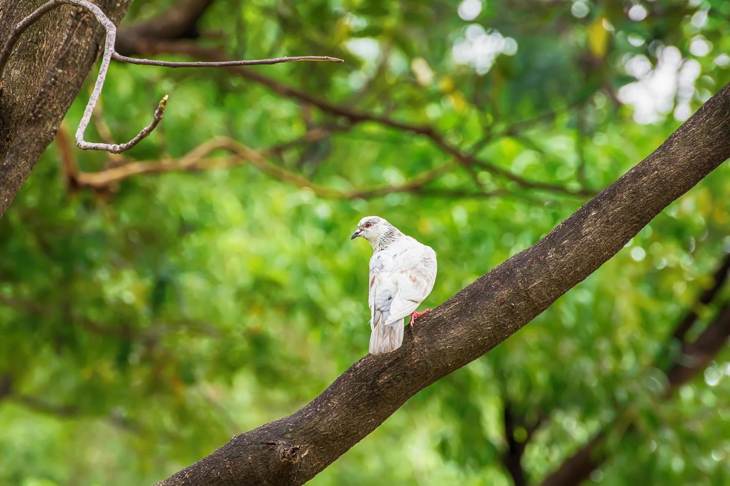 pigeon sur la branche photo