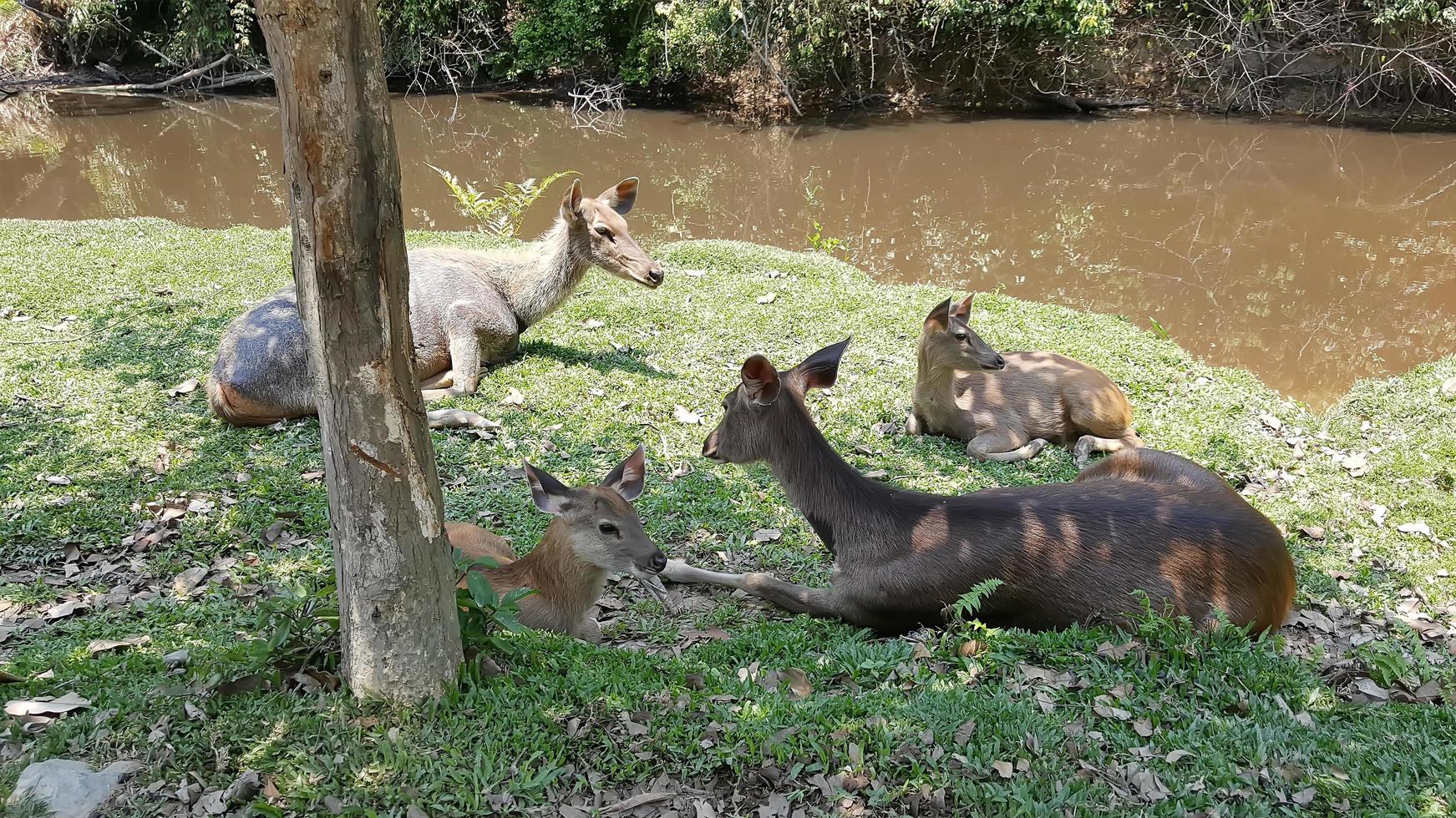 cerfs dormant sur l'herbe photo