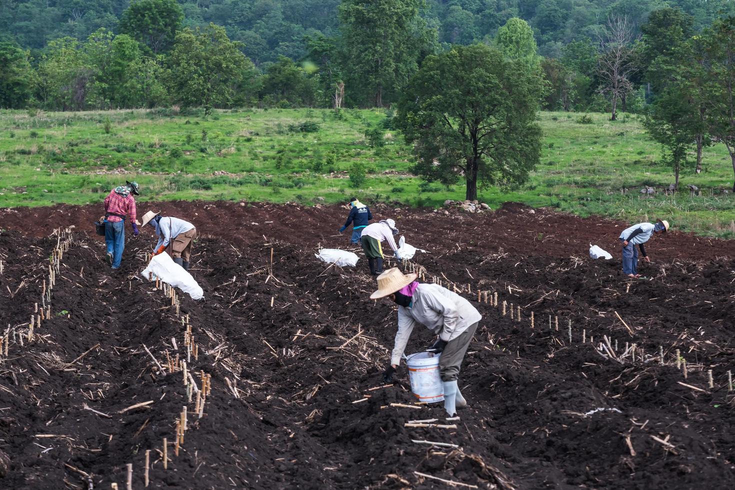 plantation dans un champ de manioc. photo