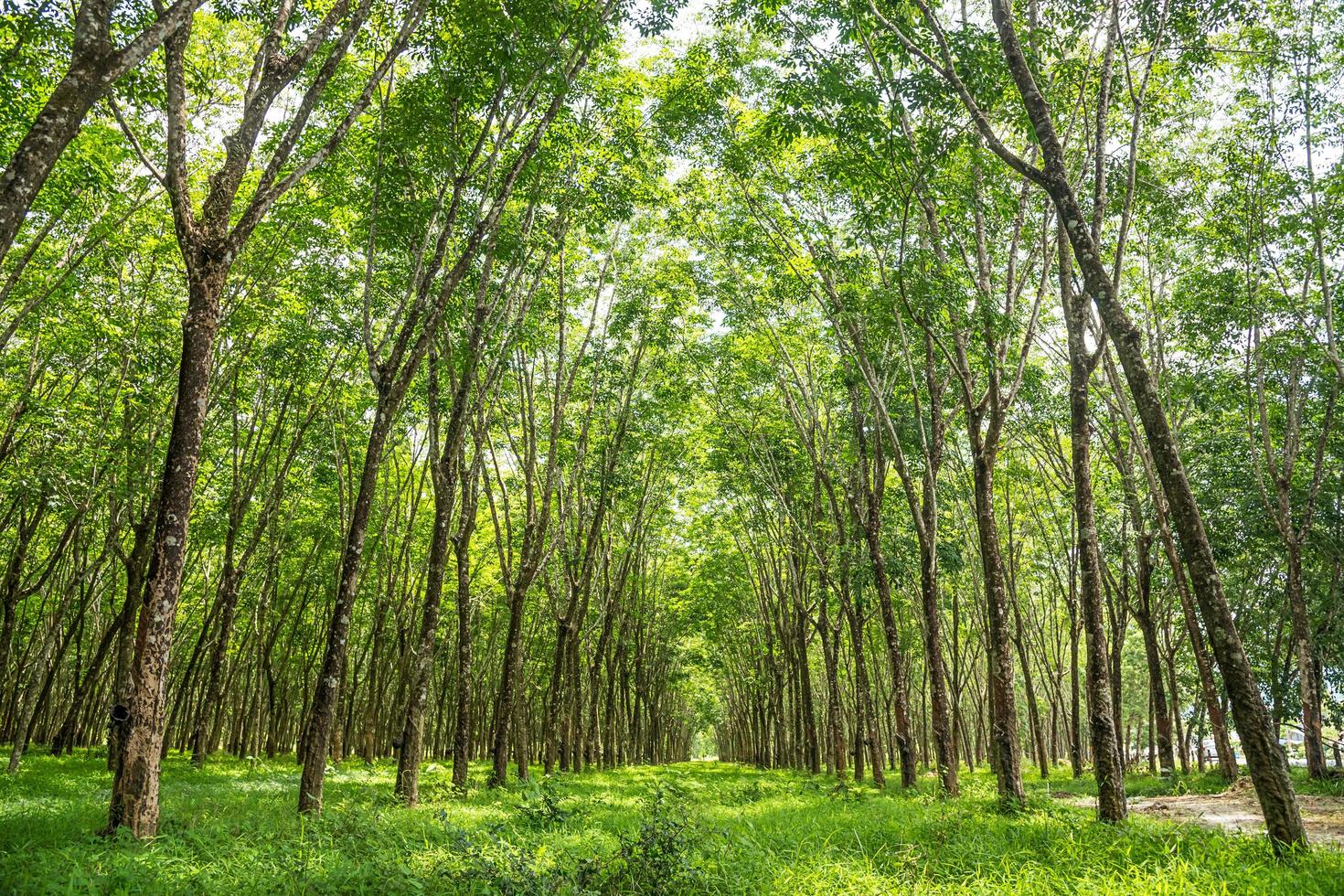 plantation d'arbres à caoutchouc. photo