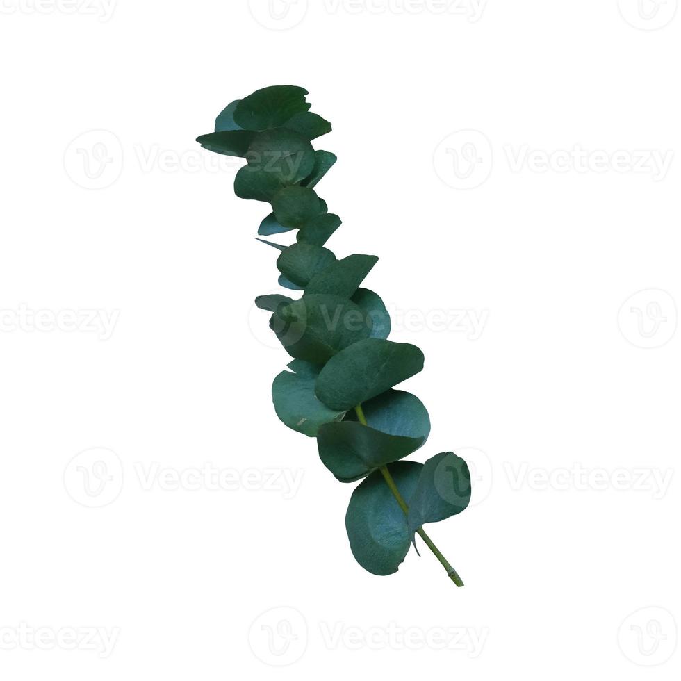 branche d'eucalyptus avec des feuilles vert vif gros plan d'un objet floral découpé sur fond blanc, élément de décoration pour toute conception photo