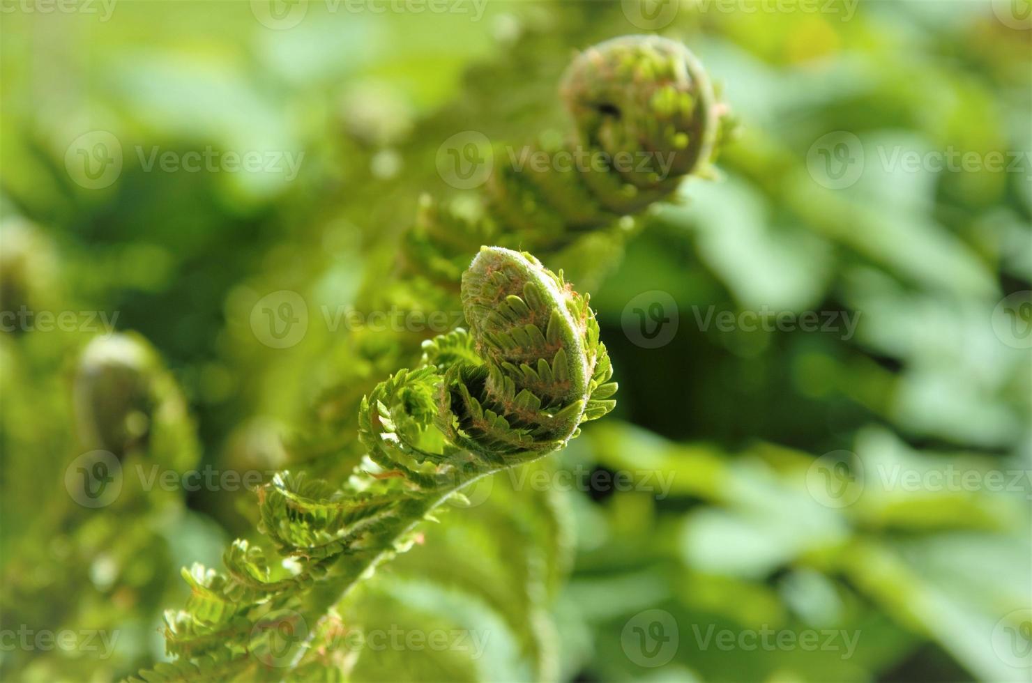 feuilles de fougère en fleurs, beau fond vert photo