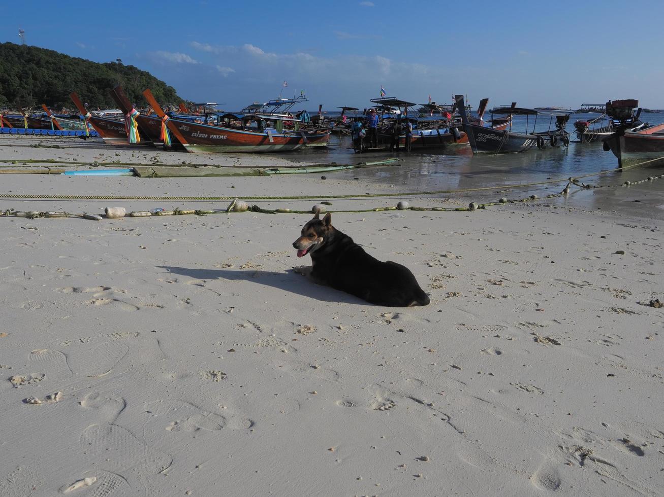 plage de pattaya, koh lipe, satun, thaïlande-24 février 2020 -les images des villageois et du chien sur koh lipe, thaïlande photo