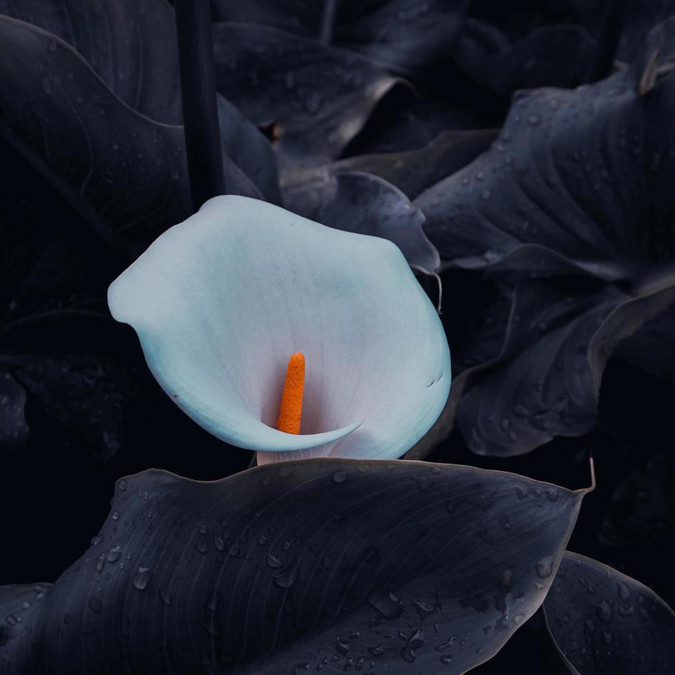 belle calla de lys dans le jardin au printemps photo