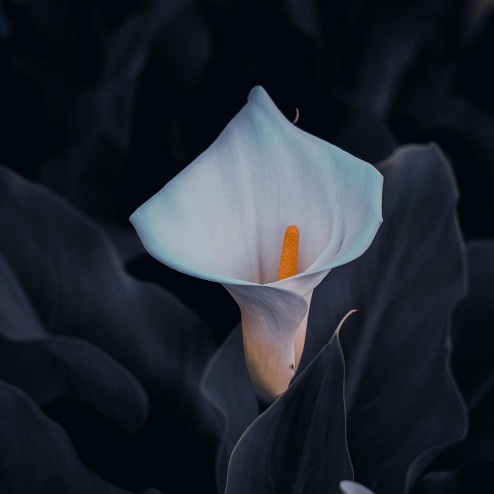 belle calla de lys dans le jardin au printemps photo