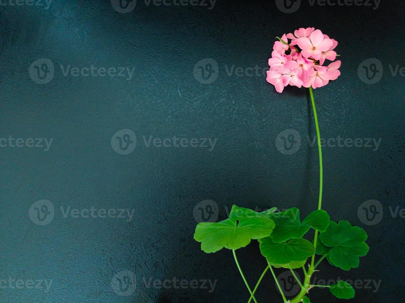 fleur de géranium rose avec des feuilles photo