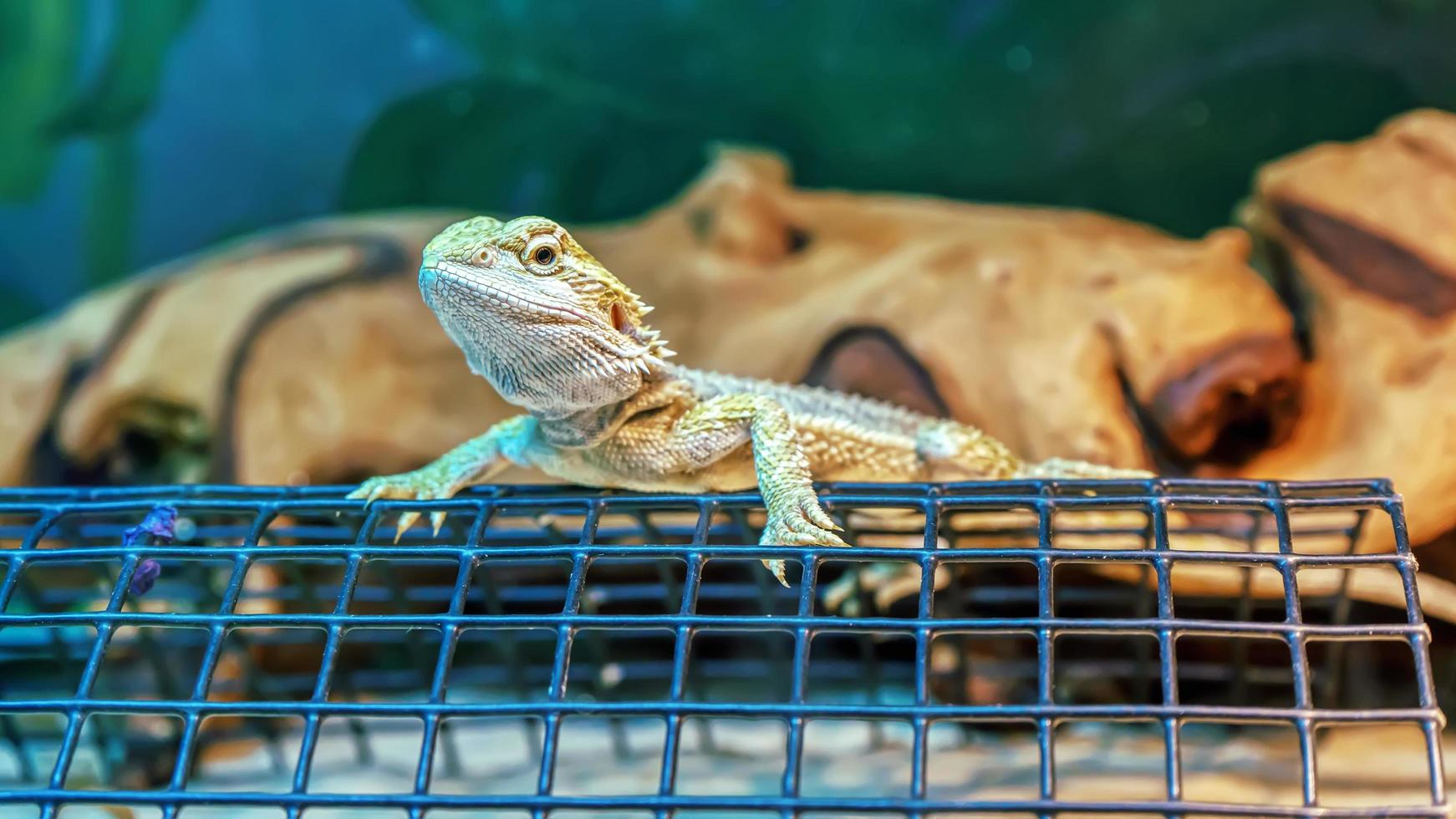 lézard dragon barbu photo