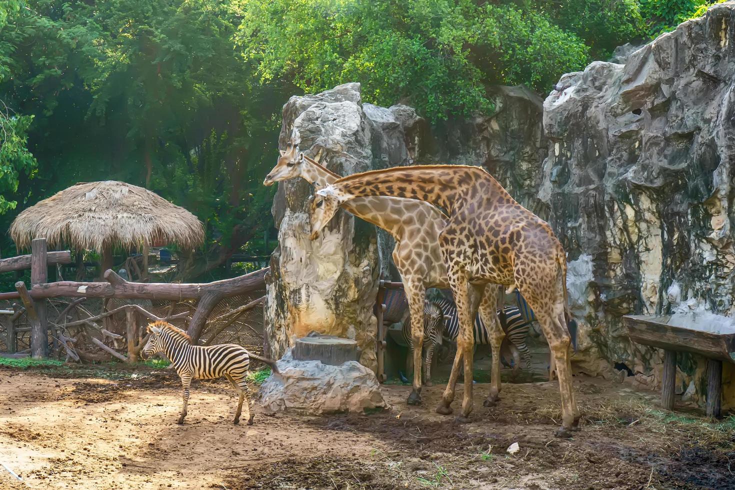 girafe et zèbre photo