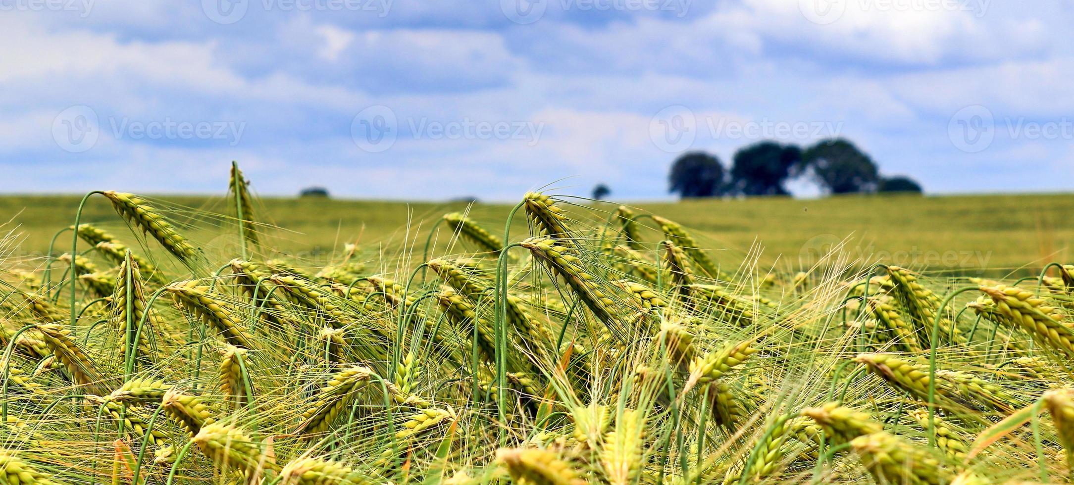 beau panorama sur les cultures agricoles et les champs de blé par une journée ensoleillée en été photo