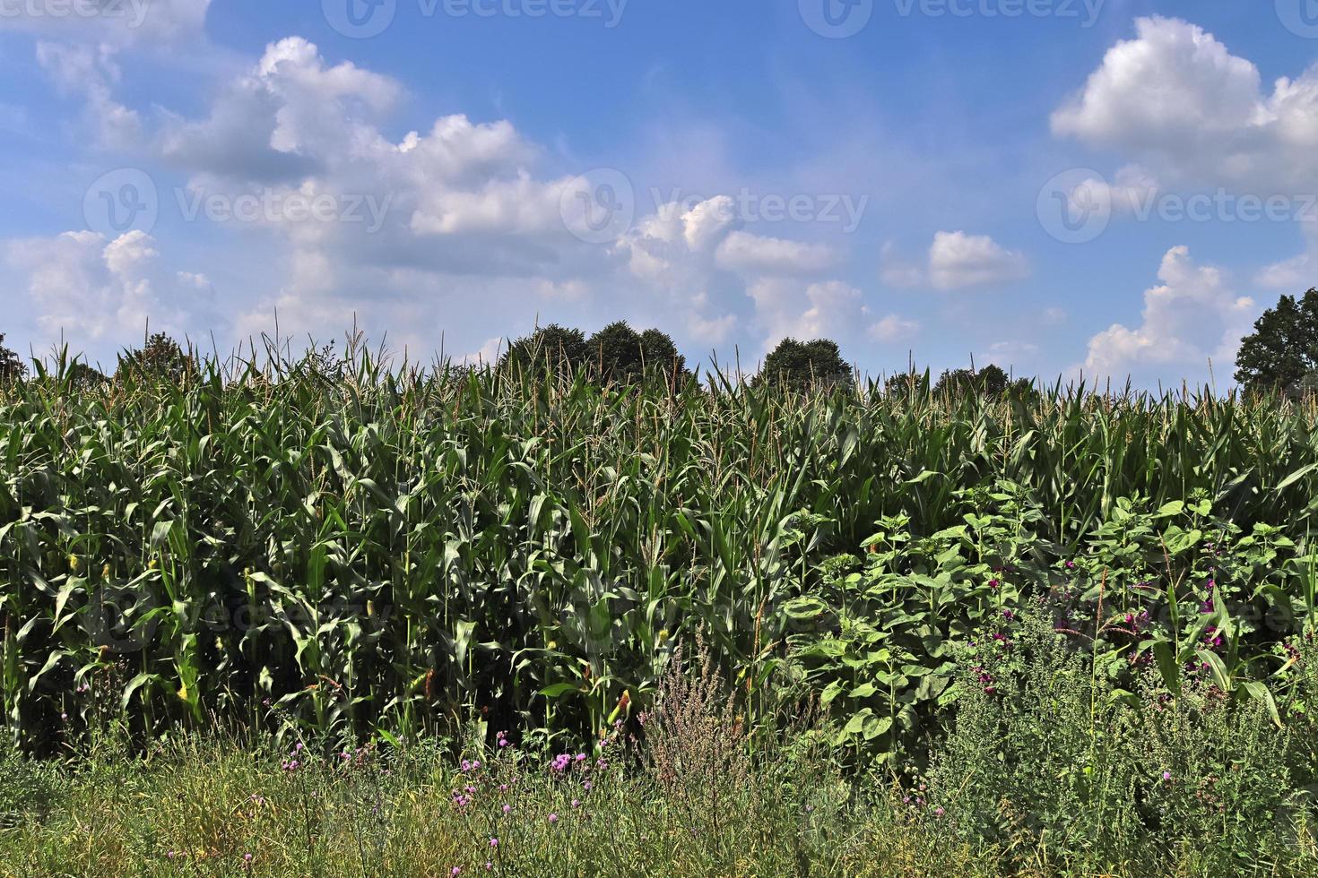 vue d'été sur les cultures agricoles et les champs de blé prêts pour la récolte photo