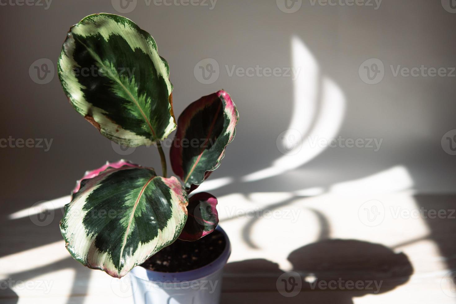 médaillon calathea roseopicta et variété marion - feuille en gros plan sur le rebord de la fenêtre en plein soleil avec des ombres. plantes d'intérieur en pot, décoration verte, soins et culture photo