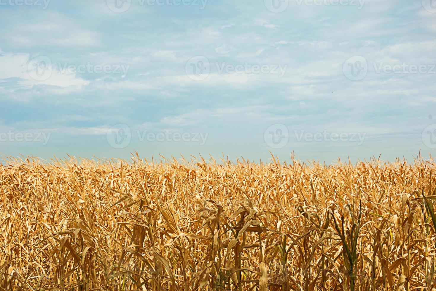 le champ de maïs doré. la récolte d'automne, les tiges sèches. action de grâces, fond naturel photo