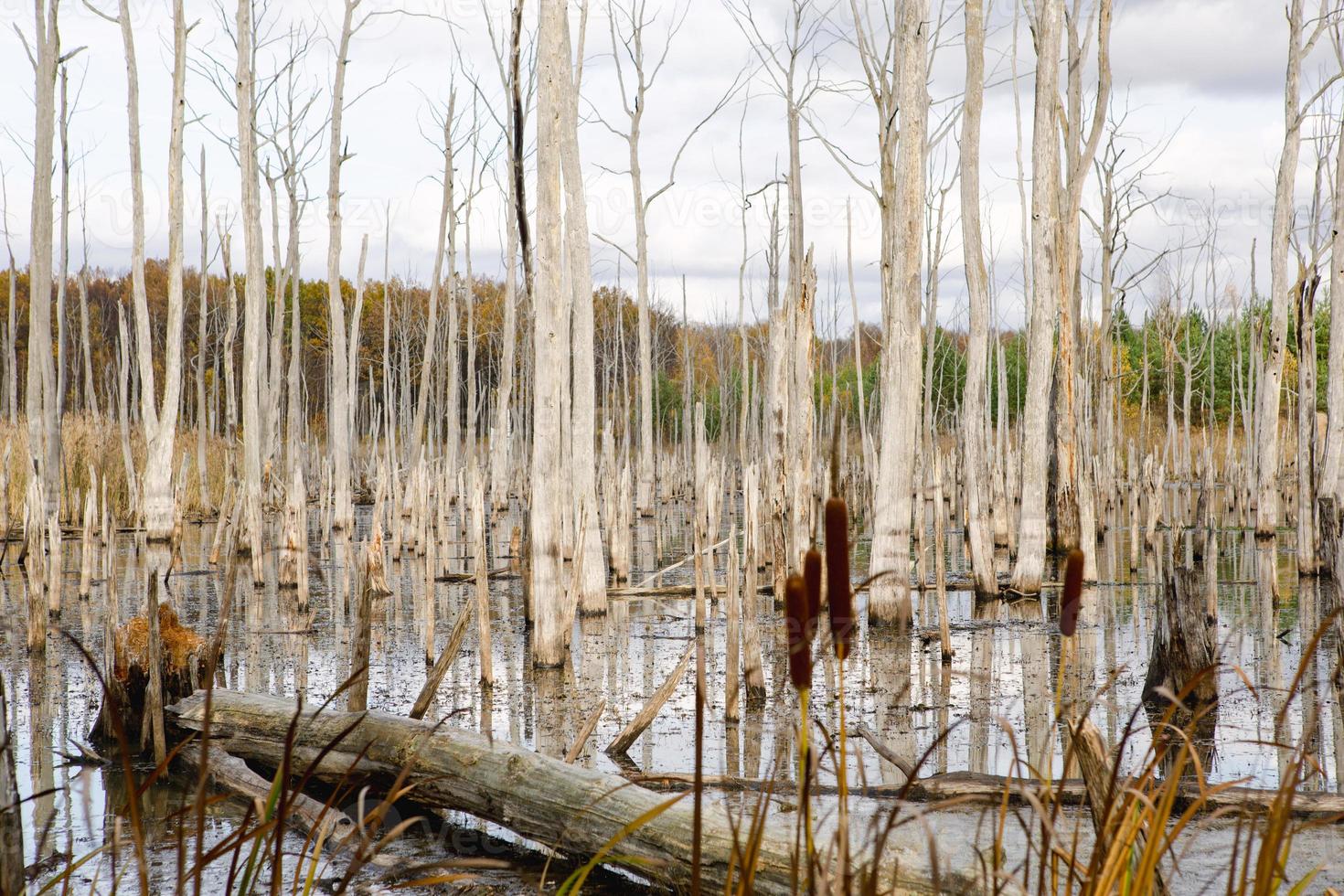 un marais avec des arbres morts secs, des bûches et des quenouilles en fleurs. problèmes environnementaux, engorgement du territoire, zones inhabitables. fond naturel photo