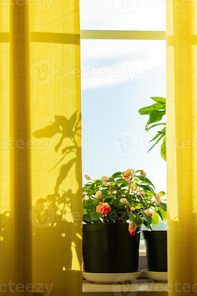 cultiver des plantes d'intérieur dans des pots. fenêtre avec rideaux jaunes et fleurs au soleil. photo