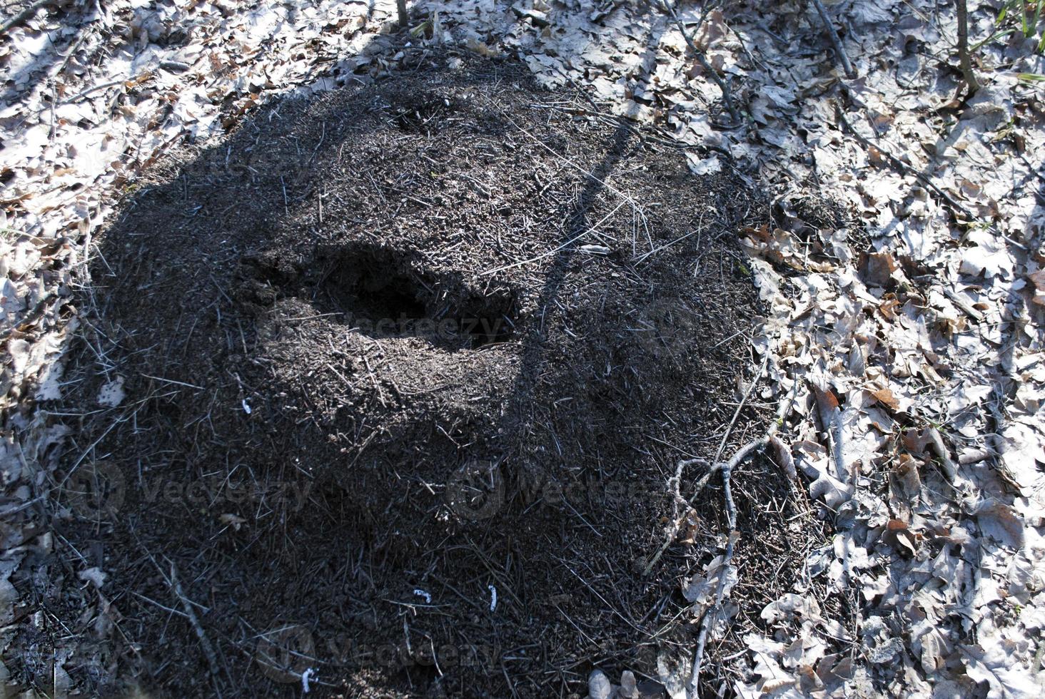 fourmilière dans la forêt photo