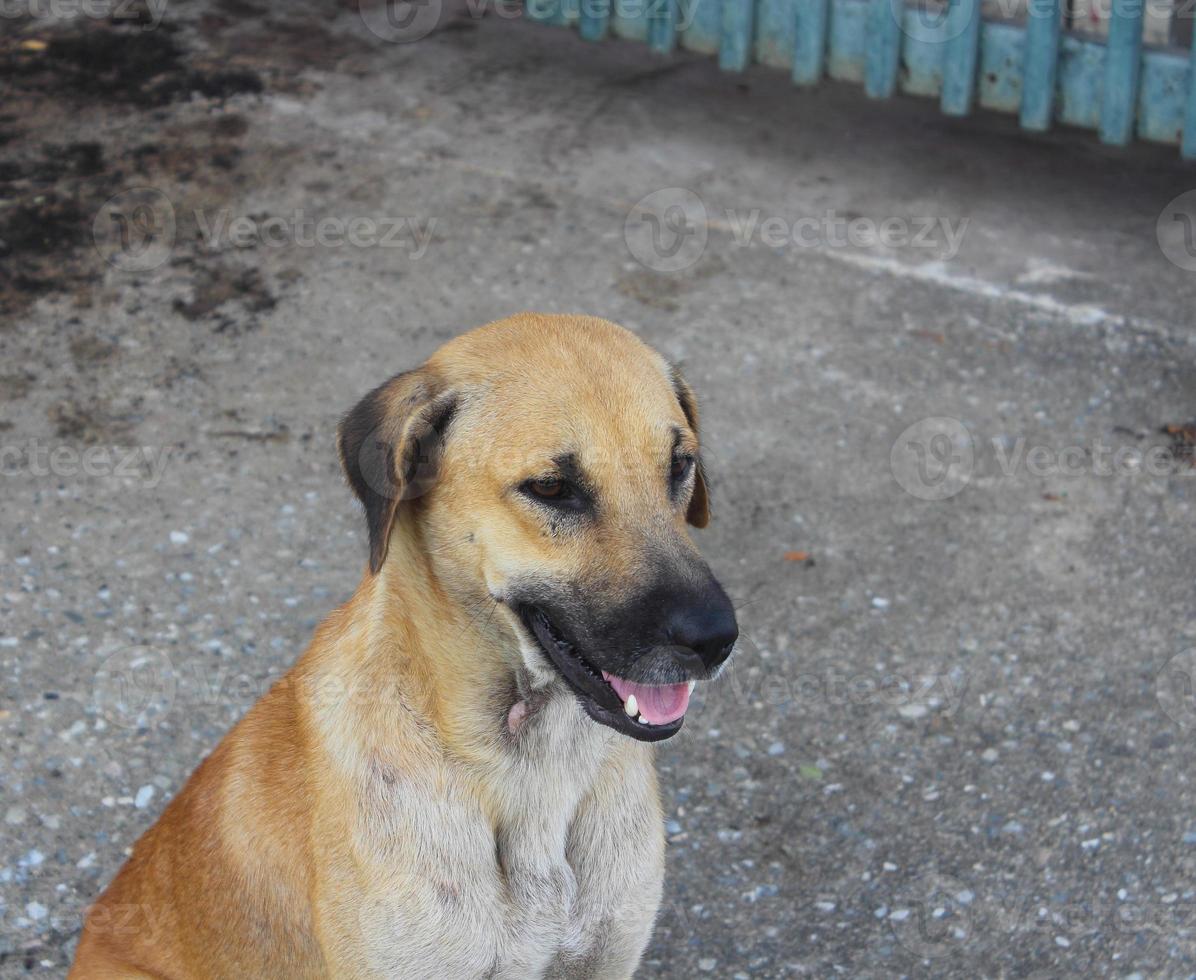 chien assis dans la rue photo