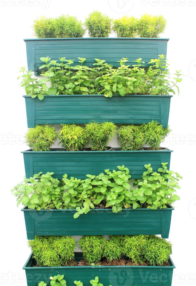 planter des herbes dans des pots accrochés au mur. photo