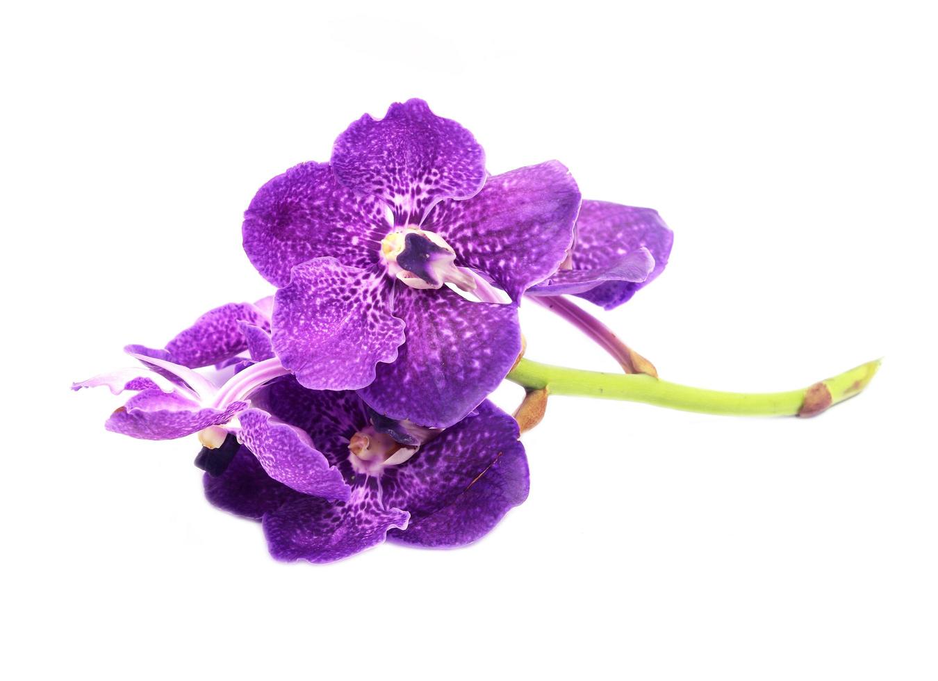 belle fleur d'orchidée, isolée photo