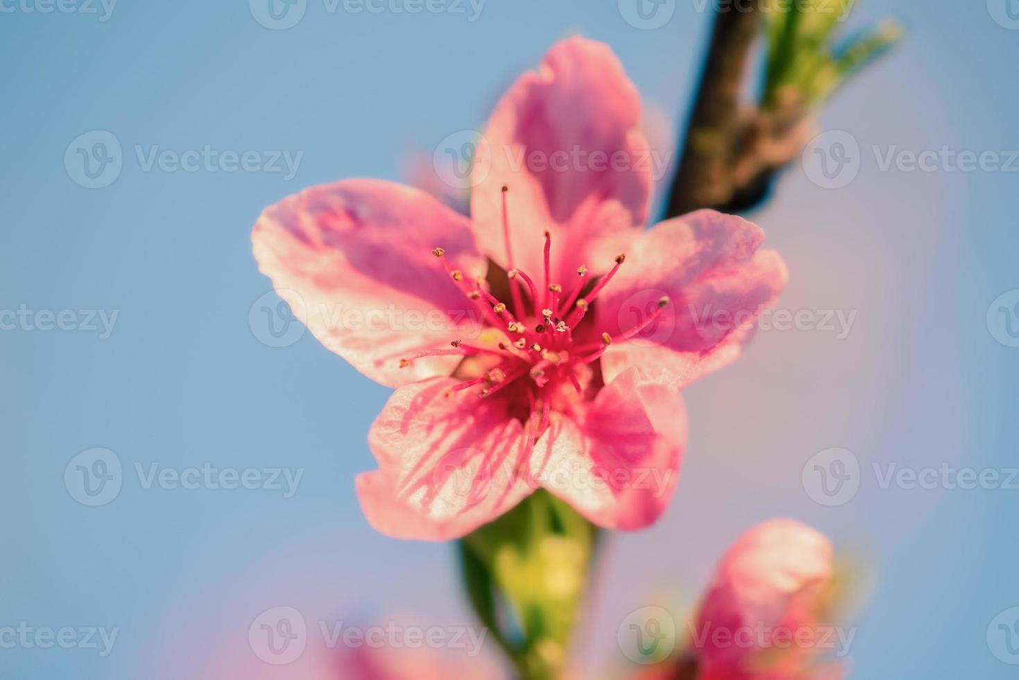 le pêcher fleurit. fleurs roses sur un arbre en fleurs. photo