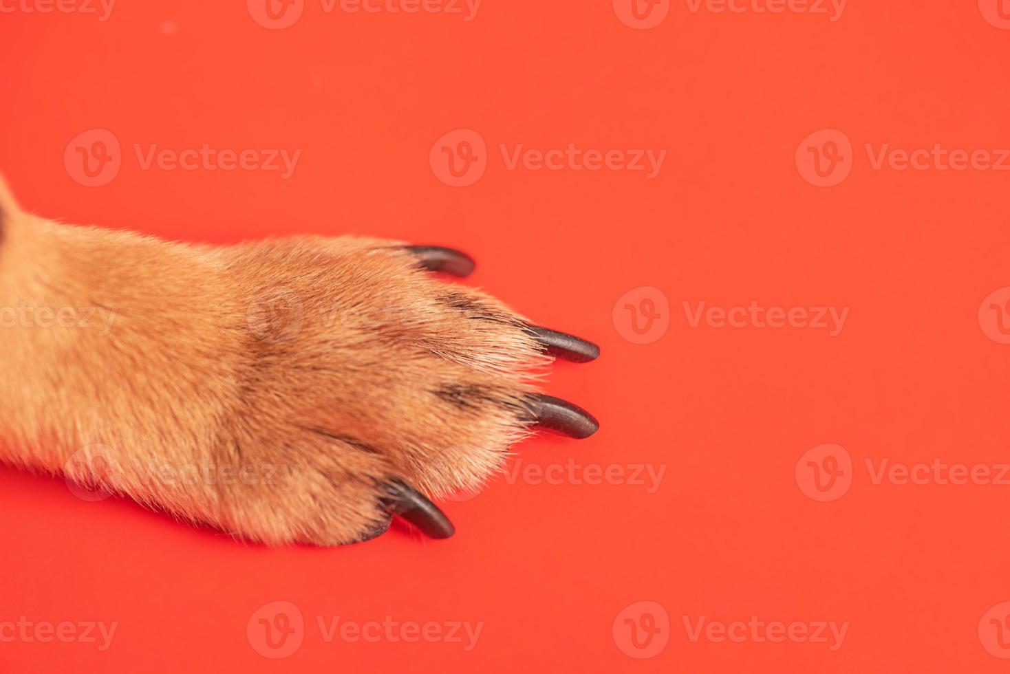 patte brune d'un petit chien sur fond rouge. photo macro de pattes.