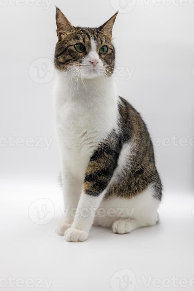 chat mignon tabby sur fond blanc. tournage en studio, bon pour la conception ou la publicité. photo