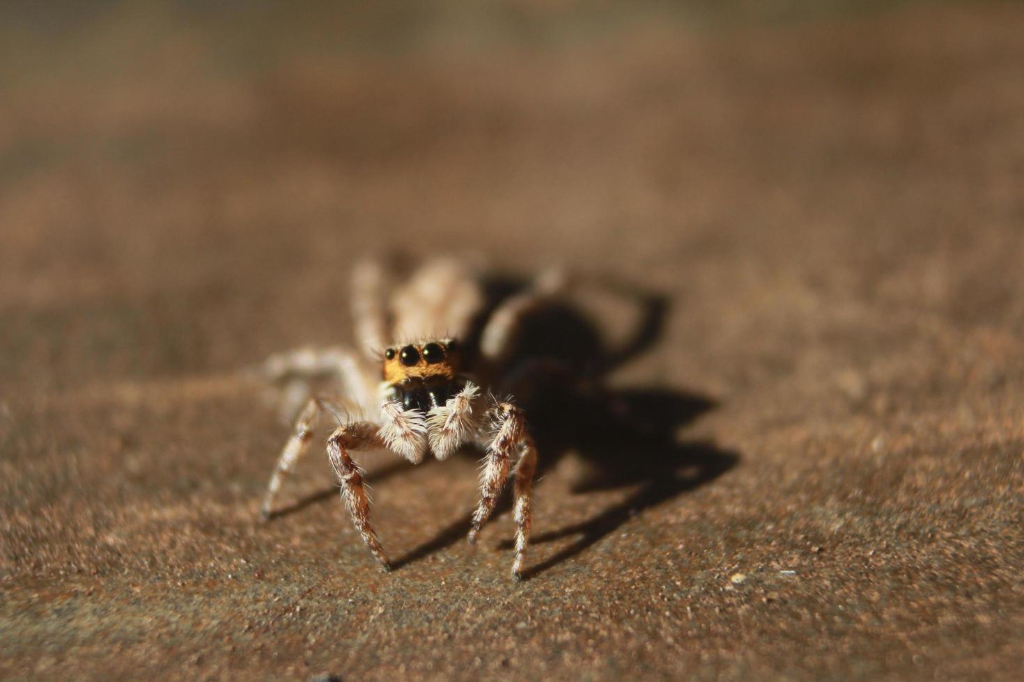 Menemerus bivittatus.macro photo araignée sauteuse