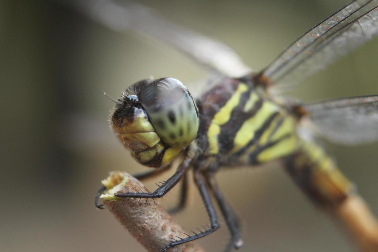 congénère potamarcha libellule photo