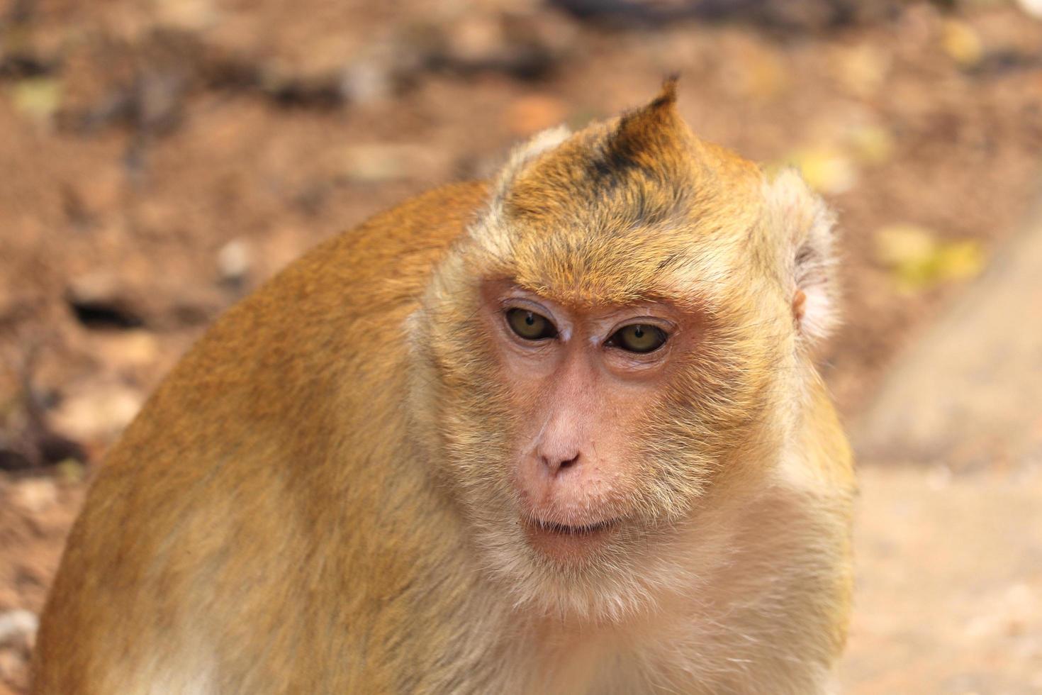 macaque singe doré photo