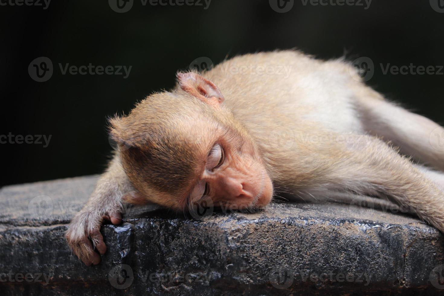 singe doré macaque endormi photo