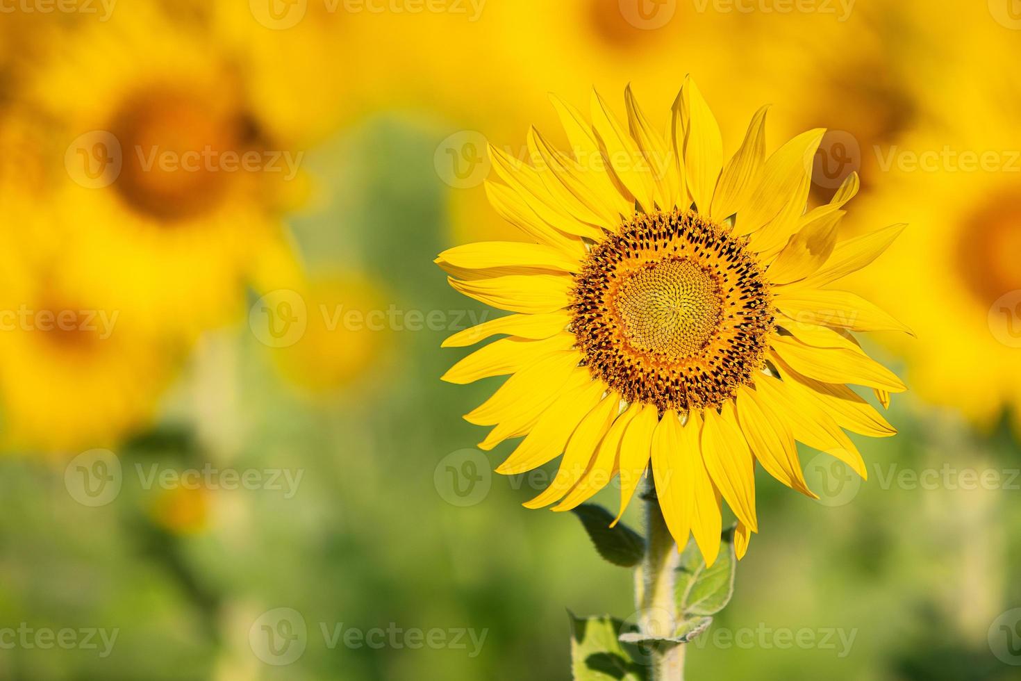 belle fleur de tournesol gros plan dans un beau champ de tournesol biologique pour la récolte et la récolte en saison estivale photo